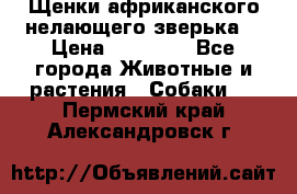 Щенки африканского нелающего зверька  › Цена ­ 35 000 - Все города Животные и растения » Собаки   . Пермский край,Александровск г.